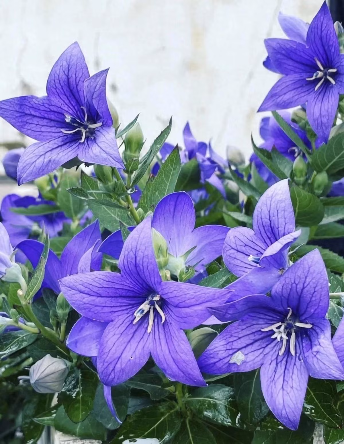 Mùa hè là mùa "buồn" đối với người trồng hoa, cây cảnh, nhiều loại hoa sẽ không chịu được nhiệt mà tàn lụi, đặc biệt là những cây thân thảo. Tuy nhiên, cũng có những trường hợp ngoại lệ, càng nắng càng nở hoa rực rỡ, trong đó có cây cảnh hoa bong bóng (Balloon Flower - Platycodon grandiflorum).