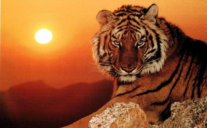 Bước vào đầu tháng 12 Âm lịch, tài vận của con giáp tuổi Dần khởi sắc nhờ tinh thần chủ động và khả năng nắm bắt thời cơ nhanh nhạy. Các cơ hội tăng thu nhập thường đến từ những nhiệm vụ mới, dự án đòi hỏi trách nhiệm cao hoặc các khoản thưởng gắn liền với hiệu suất làm việc.