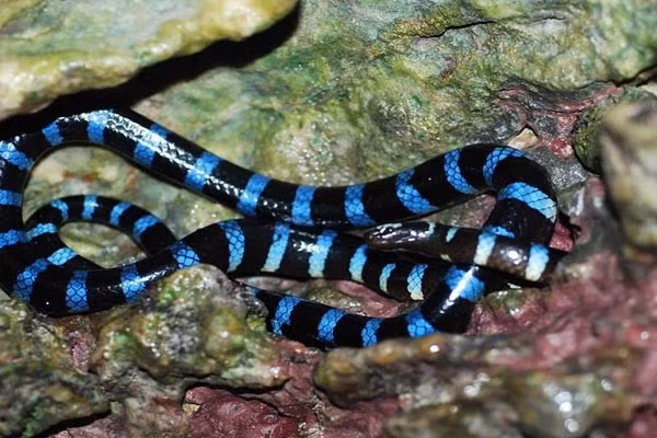 8. Belcher’s Sea Snake – Rắn Biển Belcher: Được ghi nhận là loài rắn có nọc độc mạnh nhất trong các loài rắn biển, Belcher’s Sea Snake sống chủ yếu ở vùng biển Ấn Độ Dương và Tây Thái Bình Dương.