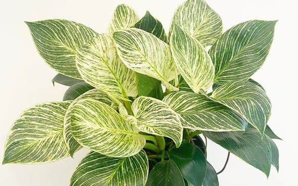 Cây có lá dày, màu xanh ngọc lục bảo với những đường gân trắng – vàng độc đáo, tạo vẻ sang trọng và tinh tế. Loài cây này có nguồn gốc từ rừng mưa nhiệt đới, thích nghi tốt, ngay cả người mới trồng cũng chăm sóc được dễ dàng.