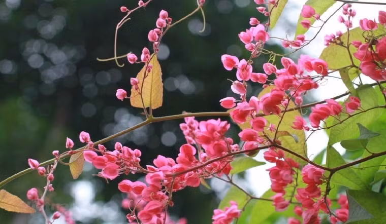 Với chỉ từ 50.000 đồng, bạn đã có thể sở hữu một chậu tigon. Những cây trưởng thành có thể tạo thành vòm leo đẹp như tiểu cảnh trong phim.