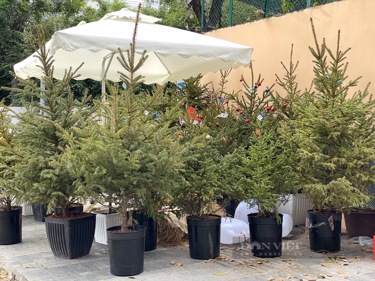 Trồng cây thông trong sân nhà giúp gia chủ có thêm động lực vượt khó, đồng thời hỗ trợ sức khỏe và nâng cao năng lượng tích cực cho không gian sống.