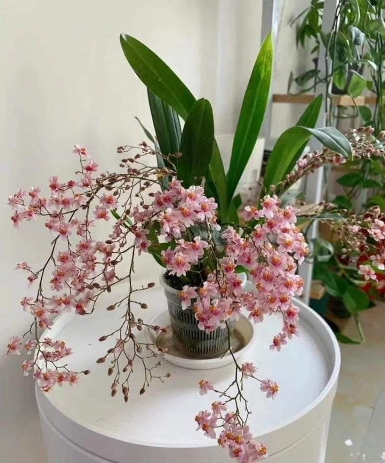 Cây có thể trồng nhiều năm, chăm sóc như lan thông thường: tưới khi rêu khô, đặt nơi sáng gián tiếp. Có thể thay rêu và tách chậu để nhân giống sau mỗi mùa hoa.