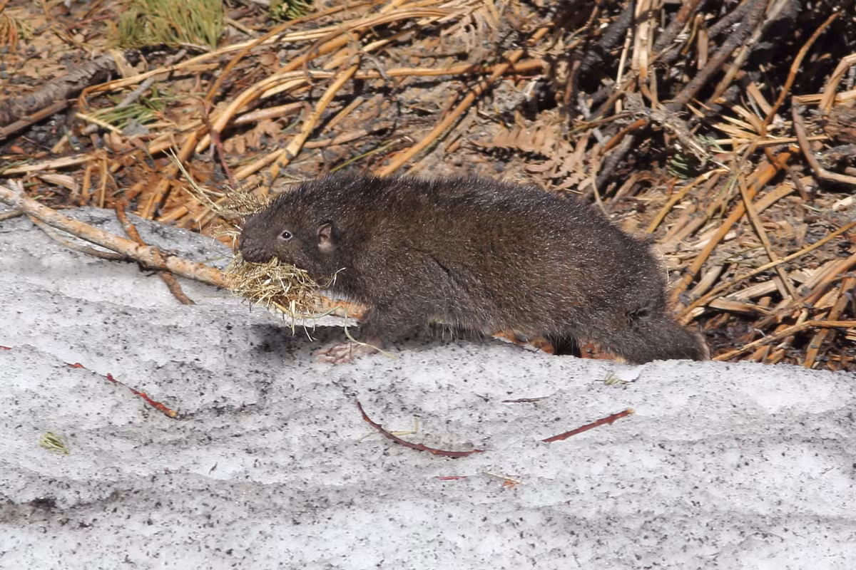  Âm thanh cảnh báo. Khi gặp nguy hiểm, chúng phát ra tiếng “rít” cao để cảnh báo đồng loại. Ảnh: amazonaws.com.