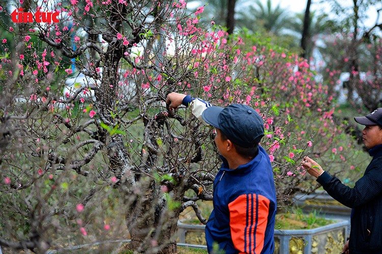 Người dân Thủ đô tranh thủ ghé thăm vườn đào, chiêm ngưỡng những gốc đào cổ thụ “khủng” từ Tây Bắc.