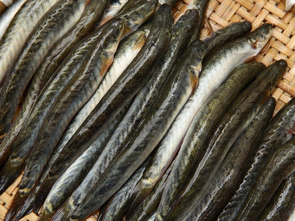 Quan sát bề ngoài: Da cá sáng, mịn, màu sắc đều, không bị trầy xước hay trương bụng. Ngửi mùi: Cá tươi sẽ có mùi nước tự nhiên, không tanh nồng.