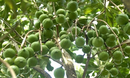 10. Thị trường thế giới vẫn còn nhiều dư địa cho mắc ca Việt. Dự báo thế giới cần 850.000 tấn mắc ca tươi vào 2025. Tuy nhiên, ngành mắc ca trong nước còn hạn chế về chế biến sâu, chất lượng sản phẩm và công nghệ bảo quản.