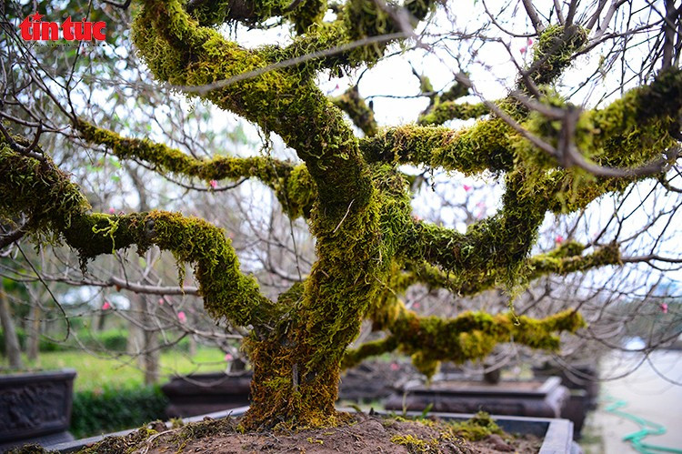 Thân đào cổ thụ phủ rêu phong, xù xì theo năm tháng, tạo nên vẻ đẹp cổ kính, phong trần hiếm thấy.
