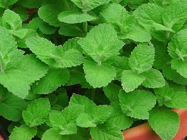  Về phong thủy: Bạc hà biểu trưng cho sự tươi mới, phát triển không ngừng. Người ta tin bạc hà đem lại may mắn về tiền bạc và sự hanh thông.