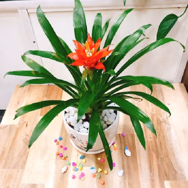  Về phong thủy: Màu đỏ tượng trưng may mắn. Đặt phong lộc hoa ở ban công được tin là giúp gia đình ít bệnh vặt, tài chính sáng sủa.