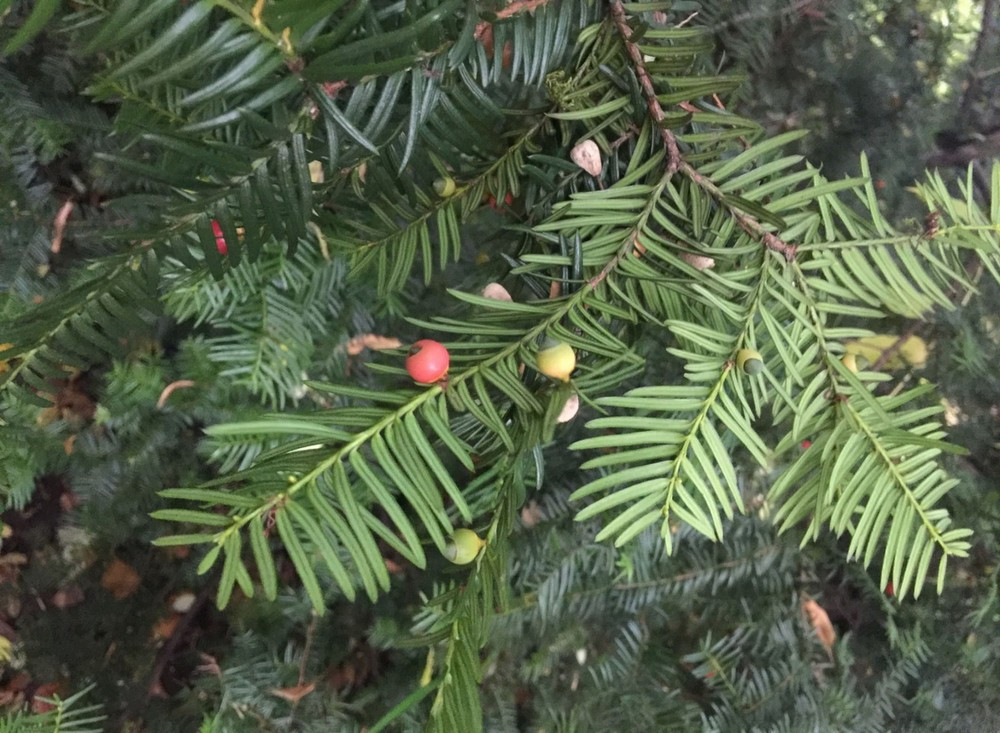 Chăm sóc: Ưa đất tơi xốp, thoát nước tốt; tưới khi đất se khô. Cây ưa sáng nhưng vẫn sống trong bóng bán phần; cần tránh môi trường quá ẩm và thiếu nắng để lá không bị vàng.