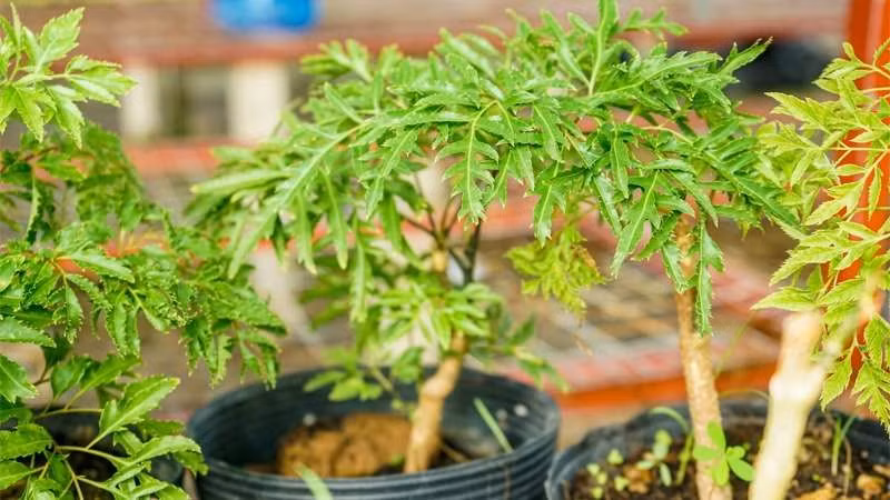 Trồng đinh lăng trước cửa nhà có phạm phong thủy?: Trong phong thủy, đinh lăng giúp trấn trạch, xua tà, thu hút tài khí, hóa giải mâu thuẫn, điều hòa tính khí các thành viên trong nhà.