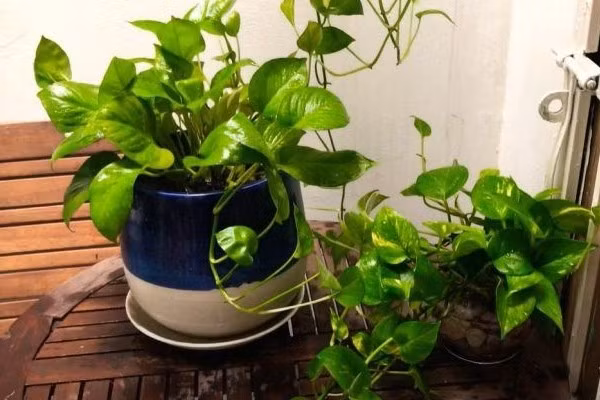 Trầu bà giúp giảm bức xạ điện tử và bụi mịn cực hiệu quả. Không chỉ lọc khí, cây còn hấp thụ tia bức xạ từ máy tính, điện thoại và giữ lại bụi mịn nhờ lá rộng, dày, bề mặt bắt dính tự nhiên.