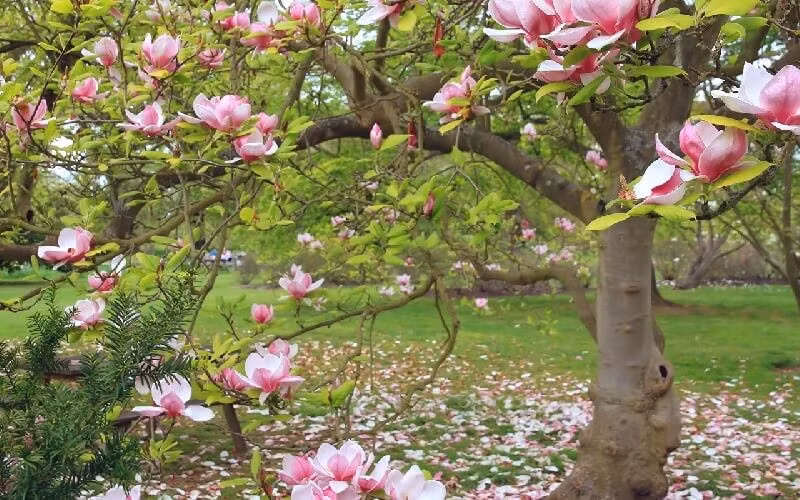 Mỗi bông hoa nở như một lời chúc tốt lành. Vẻ đẹp trang nhã và hương thơm tinh tế của mộc lan giúp không gian sống thêm sang trọng, đồng thời “mở ra cánh cửa niềm vui” cho cả gia đình.