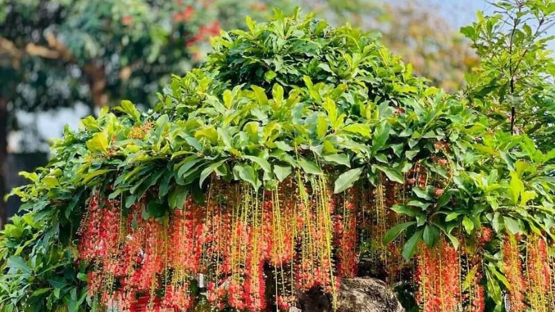 Tuổi thọ cây càng cao, ý nghĩa trường thọ càng quan trọng. Đồng thời, cây lộc vừng tạo ra không gian yên bình, an toàn và có khả năng xua đuổi những điều không may mắn.