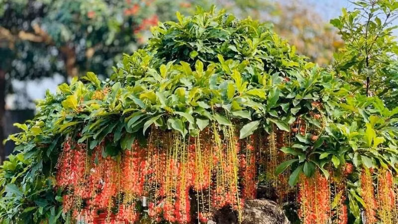 Tuổi thọ cây càng cao, ý nghĩa trường thọ càng quan trọng. Đồng thời, cây lộc vừng tạo ra không gian yên bình, an toàn và có khả năng xua đuổi những điều không may mắn.