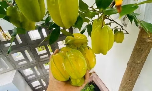 7. Chăm cây khế cũng là giữ năng lượng cho ngôi nhà: Khế úa lá, khô cành sẽ bị xem là dấu hiệu xui rủi. Hãy chăm tưới nước, bón phân định kỳ và dọn sạch gốc cây để giữ vượng khí, duy trì không gian sống tràn năng lượng tích cực.