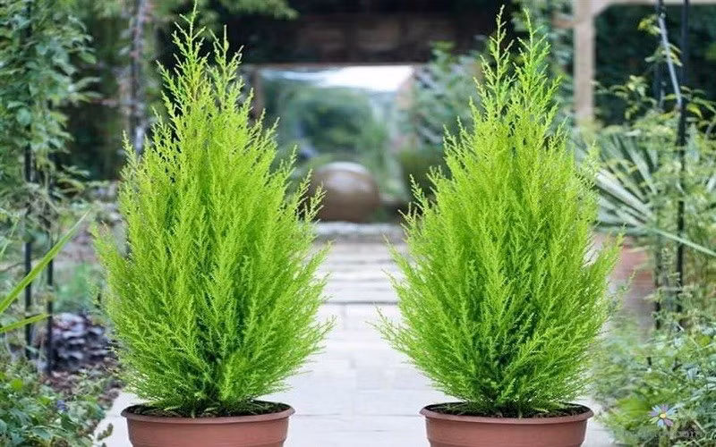  Về phong thủy: Dáng cây vững chãi, tượng trưng cho sự ổn định và trường thọ. Gia chủ trồng tùng bồng lai thường mong con cháu khỏe mạnh, tiền tài vững vàng.