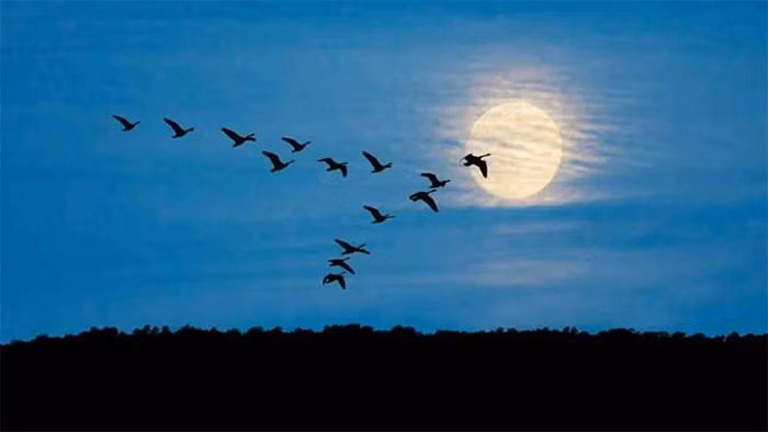 4. Chim bay thấp – dấu hiệu trời sắp mưa: Trước mưa, áp suất không khí giảm khiến côn trùng – thức ăn của chim – bay thấp hơn. Chim sẻ, chim én cũng bay là là để săn mồi.