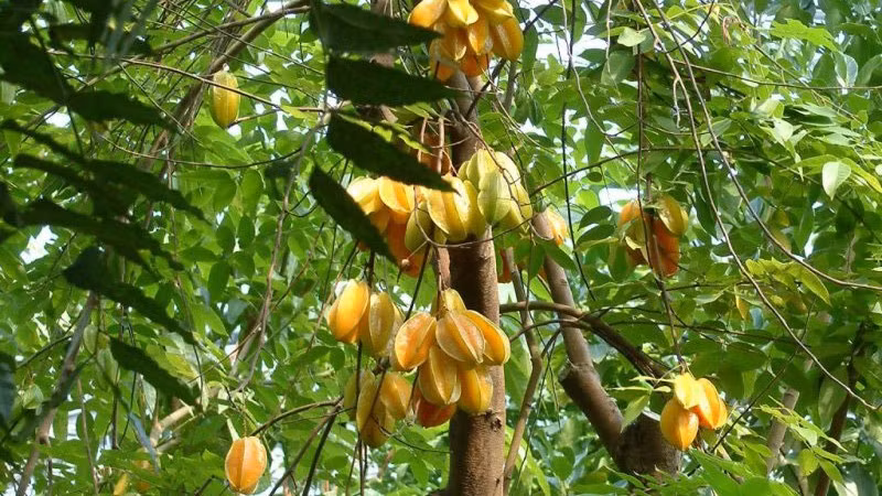 5. Vị trí trồng khế: tránh giữa cổng, chọn bên trái hoặc phải: Theo phong thủy dân gian, không nên trồng khế ngay giữa lối vào chính. Hãy trồng lệch về bên trái hoặc phải để tránh cản tài lộc và sinh khí, lại thuận tiện cho đi lại.