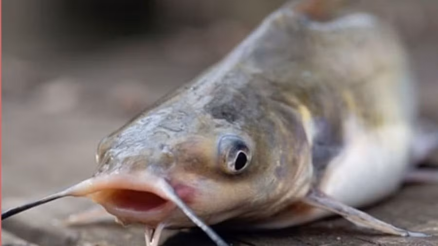 1. Cá trê ngoi lên – dấu hiệu trời sắp mưa: Cá trê sống ở tầng đáy ao hồ, rất nhạy cảm với sự thay đổi áp suất khí quyển. Trước khi mưa, chúng thường ngoi lên mặt nước để thở do thiếu oxy.