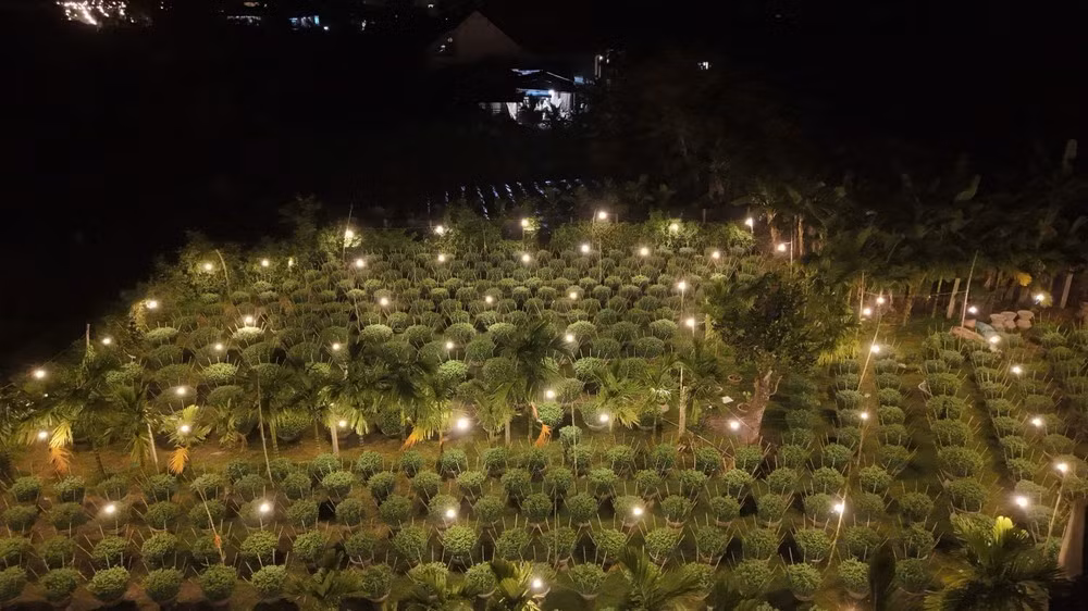 Không chỉ giúp giữ ấm cho cây trong những ngày mưa dầm, se lạnh mà còn là kỹ thuật quan trọng để điều tiết sinh trưởng, giữ cho cây hoa luôn “thức” để phát triển đều và nở đúng thời điểm.