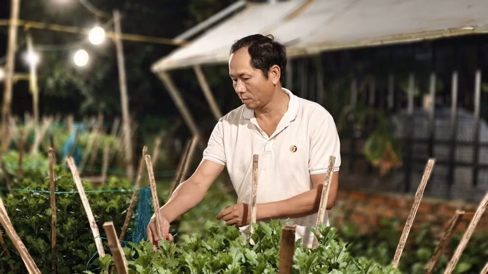 Còn hơn hai tháng nữa là đến Tết Nguyên đán 2025, giai đoạn quan trọng trong cả vụ hoa. Những ngày này, nông dân làng hoa Nghĩa Hiệp dồn toàn lực cho những công đoạn chăm sóc cuối cùng, với mong muốn hàng nghìn chậu cúc kịp bung nở đúng dịp.