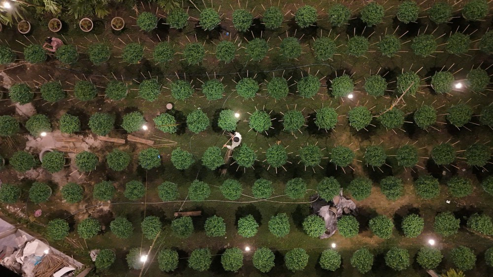 “Tôi thắp đèn ngay từ khi cây mới gieo. Chậu lớn phải duy trì khoảng bốn tháng, chậu nhỏ thì ba tháng. Chừng một tuần nữa là bà con tắt đèn để hoa bắt đầu nảy búp, lên bông,” bà Luyến nói.