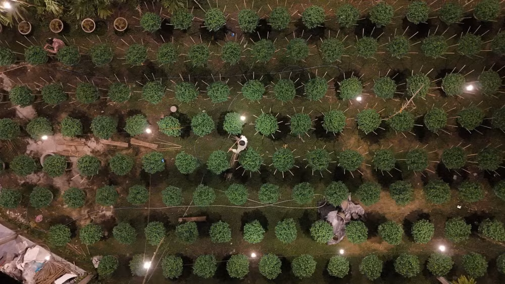 “Tôi thắp đèn ngay từ khi cây mới gieo. Chậu lớn phải duy trì khoảng bốn tháng, chậu nhỏ thì ba tháng. Chừng một tuần nữa là bà con tắt đèn để hoa bắt đầu nảy búp, lên bông,” bà Luyến nói.