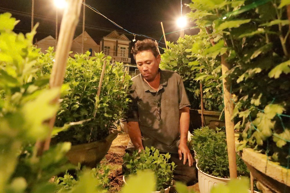 Để cây hoa phát triển tốt, người nông dân phải tất bật chăm sóc suốt ngày đêm.