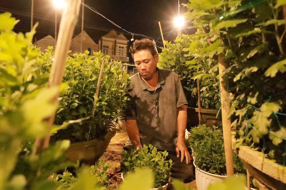 Để cây hoa phát triển tốt, người nông dân phải tất bật chăm sóc suốt ngày đêm.