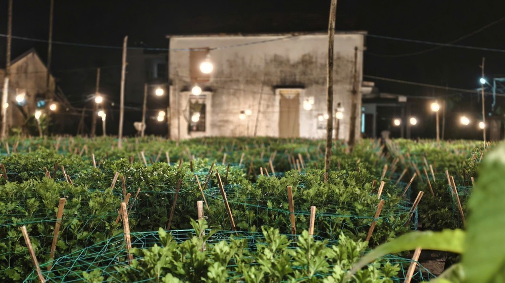 Tháng 1-2023, Cục Sở hữu trí tuệ (Bộ Khoa học và Công nghệ) đã công nhận nhãn hiệu “Hoa Nghĩa Hiệp” cho các sản phẩm hoa chủ lực của địa phương.