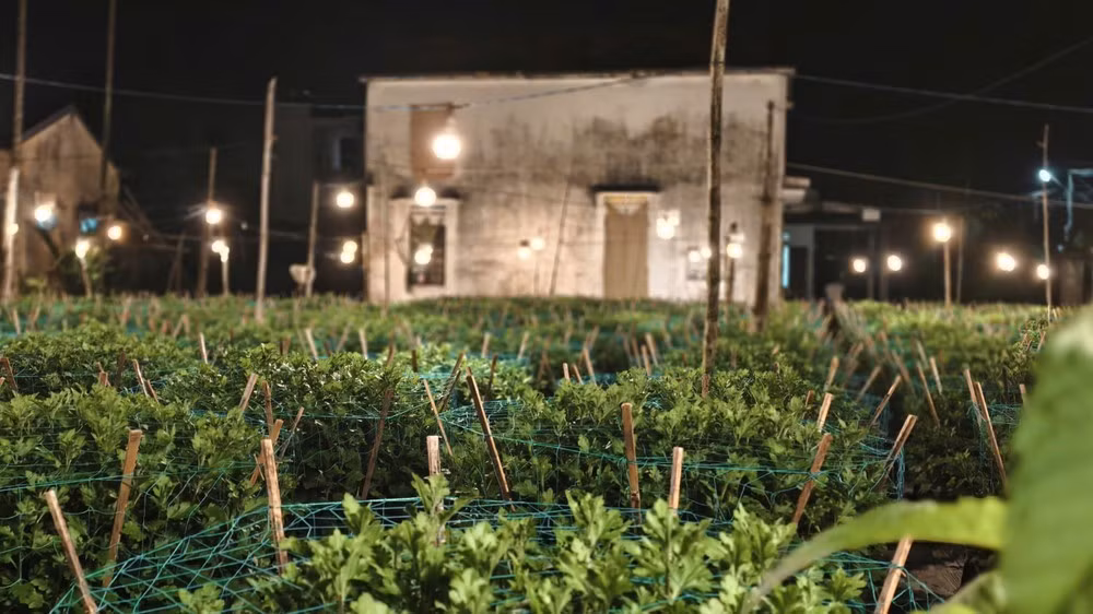 Tháng 1-2023, Cục Sở hữu trí tuệ (Bộ Khoa học và Công nghệ) đã công nhận nhãn hiệu “Hoa Nghĩa Hiệp” cho các sản phẩm hoa chủ lực của địa phương.