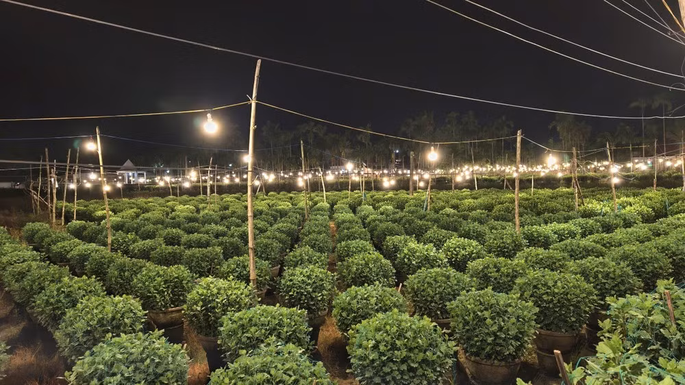 Gia đình bà Trần Thị Luyến (54 tuổi) trồng khoảng 1.400 chậu cúc, xen thêm thạch thảo, mâm xôi trong vụ hoa năm nay. Bà cho biết, thắp đèn là khâu không thể thiếu trong cả vụ cúc Tết.