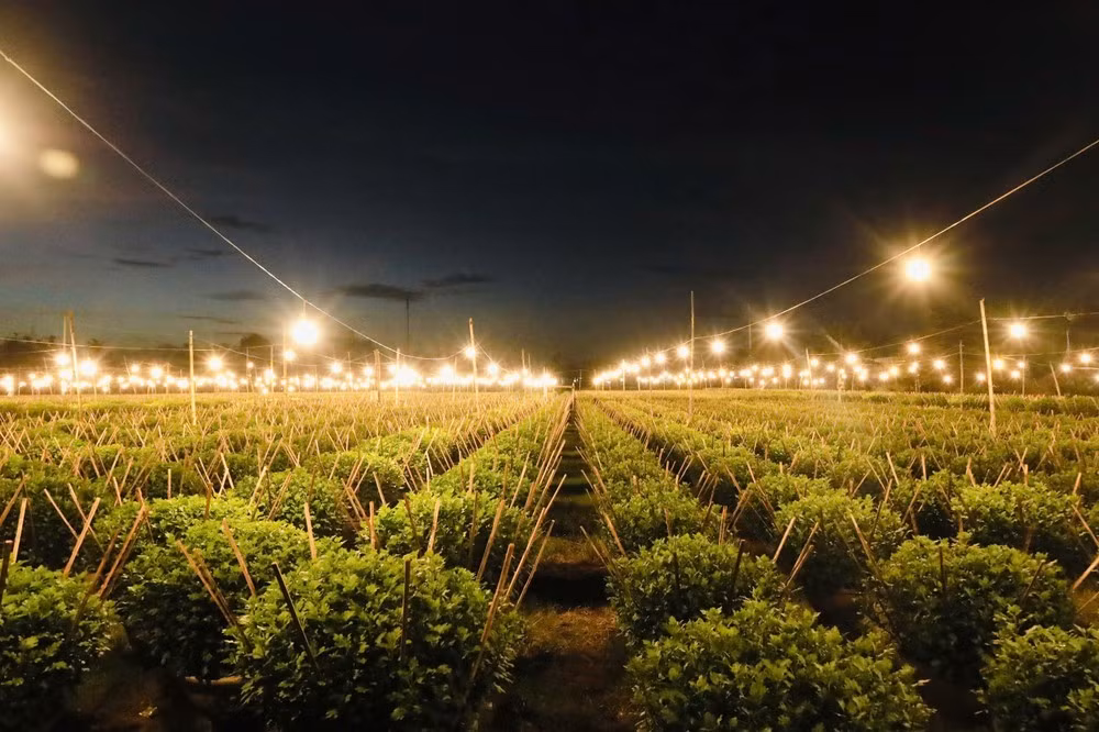 Thời điểm này, điều mà nhiều hộ trồng hoa mong mỏi nhất là thời tiết từ nay đến Tết thuận lợi để hoa nở đẹp, giá cả ổn định, không bị ép giá.