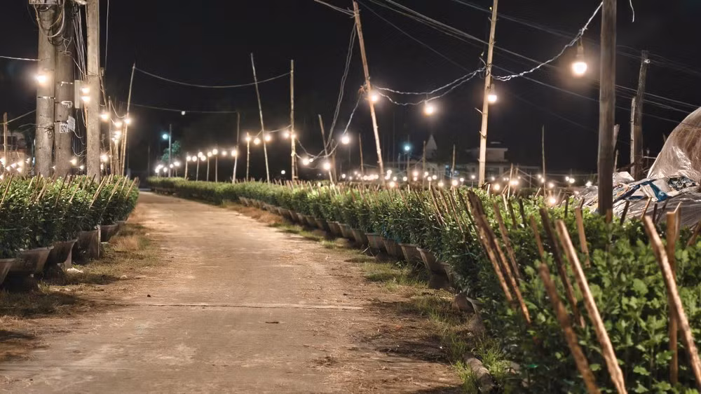 Những con đường trong thôn cũng trở nên rực rỡ vào mỗi đêm.