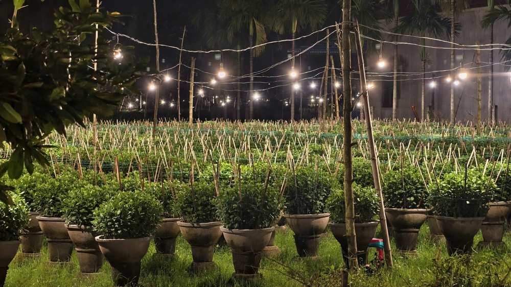 Những khu vườn rực rỡ ánh đèn.