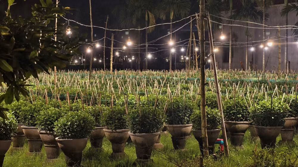 Những khu vườn rực rỡ ánh đèn.