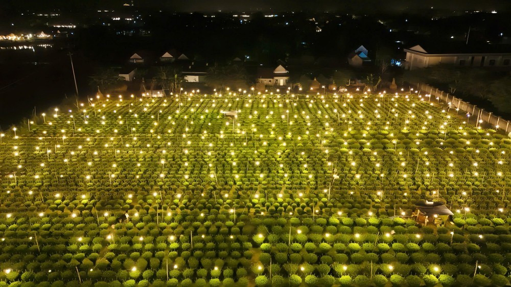 Theo bà Nguyễn Thị Tuyết Hà, Bí thư Đảng ủy xã Vệ Giang, năm nay bà con trồng hoa cúc với diện tích khoảng 30 ha. Tuy nhiên, hai đợt mưa lũ vừa qua khiến nhiều diện tích hoa bị hư hỏng, năng suất có thể giảm so với cùng kỳ. Để ổn định đầu ra, ngoài thương lái truyền thống, địa phương còn kết nối với các hợp tác xã hoa để hỗ trợ tiêu thụ.