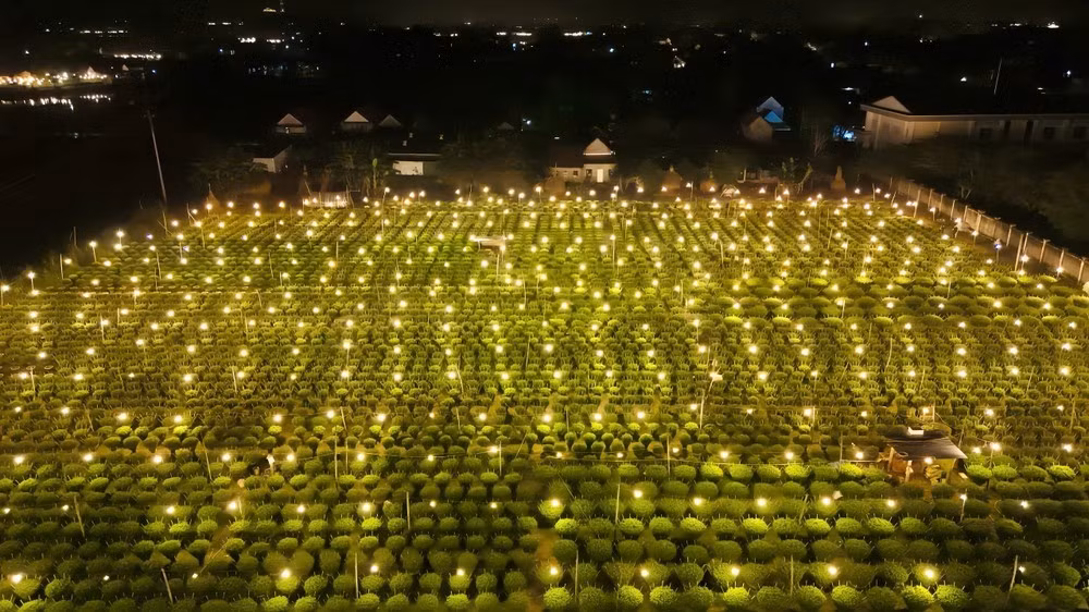 Theo bà Nguyễn Thị Tuyết Hà, Bí thư Đảng ủy xã Vệ Giang, năm nay bà con trồng hoa cúc với diện tích khoảng 30 ha. Tuy nhiên, hai đợt mưa lũ vừa qua khiến nhiều diện tích hoa bị hư hỏng, năng suất có thể giảm so với cùng kỳ. Để ổn định đầu ra, ngoài thương lái truyền thống, địa phương còn kết nối với các hợp tác xã hoa để hỗ trợ tiêu thụ.