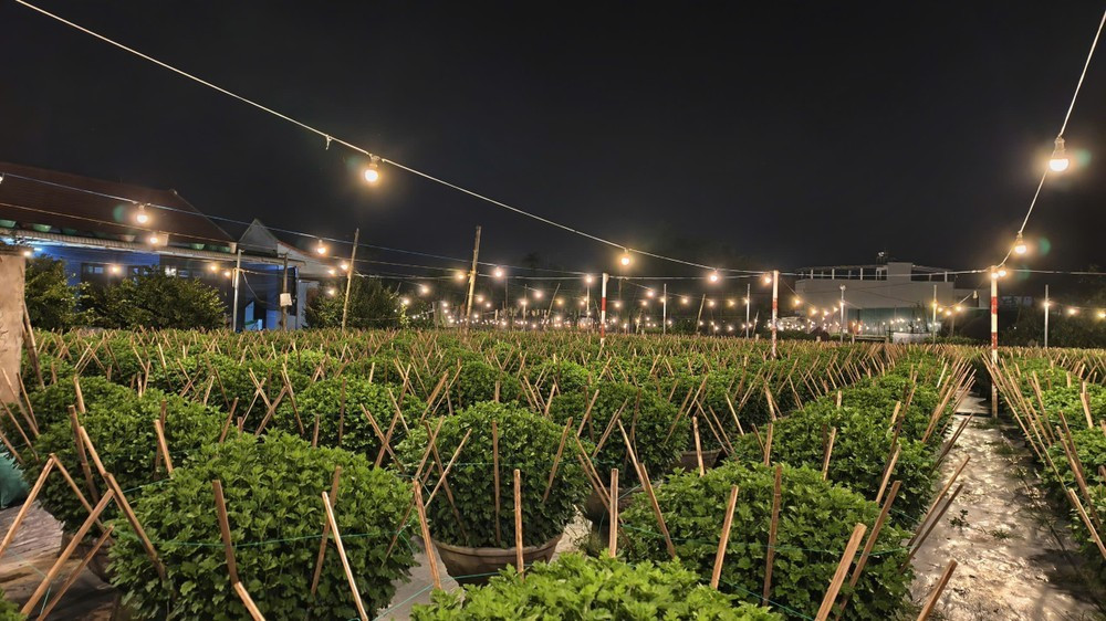 Theo bà Thiểu, để cây đạt chiều cao chuẩn 70–80 cm, đèn chong hoa bật liên tục từ 18 giờ đến 5 giờ sáng hôm sau. Khi cây đủ chiều cao, người trồng mới tắt đèn để cúc bước vào giai đoạn ra nụ. Tại Nghĩa Hiệp, chỉ còn khoảng vài ngày nữa, bà con sẽ ngừng chong đèn để cây hoa bắt đầu tạo nụ.