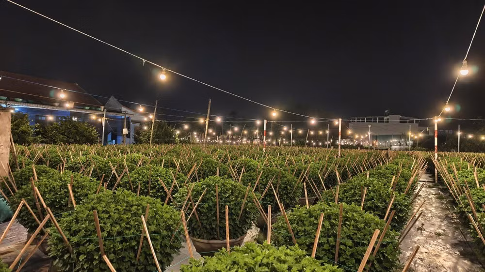 Theo bà Thiểu, để cây đạt chiều cao chuẩn 70–80 cm, đèn chong hoa bật liên tục từ 18 giờ đến 5 giờ sáng hôm sau. Khi cây đủ chiều cao, người trồng mới tắt đèn để cúc bước vào giai đoạn ra nụ. Tại Nghĩa Hiệp, chỉ còn khoảng vài ngày nữa, bà con sẽ ngừng chong đèn để cây hoa bắt đầu tạo nụ.