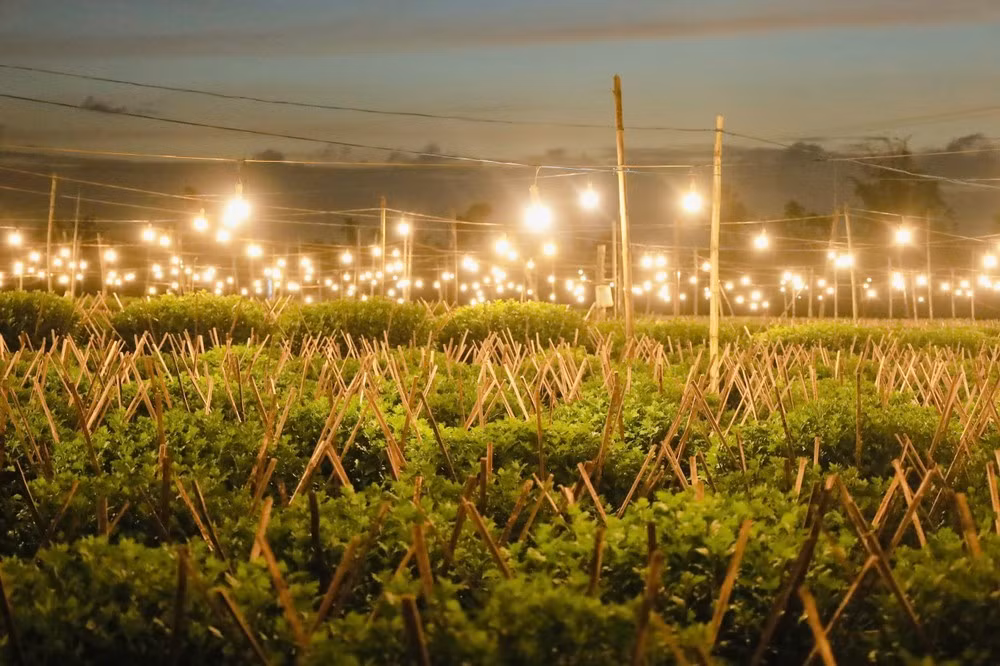 Từ khắp các cánh đồng hoa cúc, ánh điện vàng kéo đi khắp nơi. Đây là cách người nông dân “biến đêm thành ngày”.