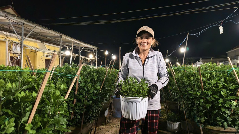 Cách đó không xa, vườn hoa của bà Nguyễn Thị Thiểu (50 tuổi) cũng sáng rực trong màn đêm. Giữa những dãy cúc thẳng tắp, bà lom khom nhổ cỏ, chăm sóc những chậu cúc đang thì phát triển.