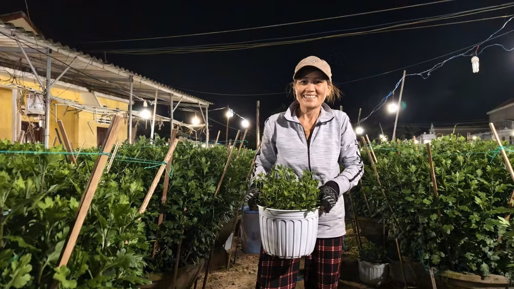 Cách đó không xa, vườn hoa của bà Nguyễn Thị Thiểu (50 tuổi) cũng sáng rực trong màn đêm. Giữa những dãy cúc thẳng tắp, bà lom khom nhổ cỏ, chăm sóc những chậu cúc đang thì phát triển.