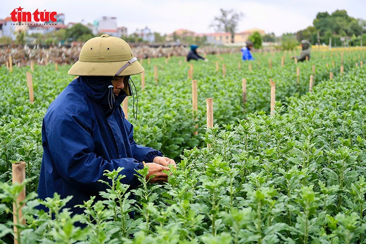 Những ngày này, không khí Tết đã lan tỏa trên cánh đồng hoa Tây Tựu của Thủ đô, hàng chục hộ dân tất bật chăm sóc các loại hoa chủ lực phục vụ thị trường cuối năm như cúc, hồng, ly, lay ơn. Với người trồng hoa, vụ Tết Nguyên đán Bính Ngọ 2026 là vụ lớn nhất trong năm, nơi dồn tụ công sức, vốn liếng và cả hy vọng.