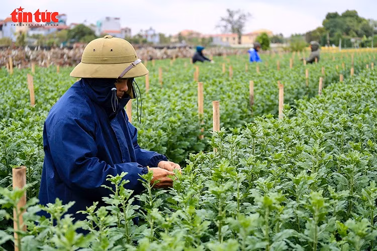 Những ngày này, không khí Tết đã lan tỏa trên cánh đồng hoa Tây Tựu của Thủ đô, hàng chục hộ dân tất bật chăm sóc các loại hoa chủ lực phục vụ thị trường cuối năm như cúc, hồng, ly, lay ơn. Với người trồng hoa, vụ Tết Nguyên đán Bính Ngọ 2026 là vụ lớn nhất trong năm, nơi dồn tụ công sức, vốn liếng và cả hy vọng.