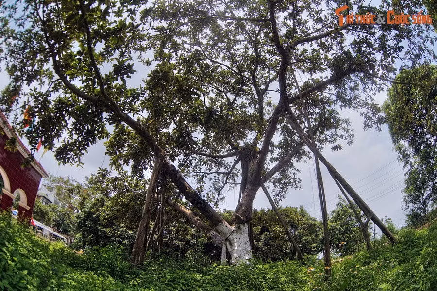 Các thanh niên trả lời: “Thưa Bác, chúng cháu quyết trồng mười cây ăn cả mười ạ”. Bác khen như thế là tốt. Rồi Bác xắn quần cùng mọi người đi lên gò.