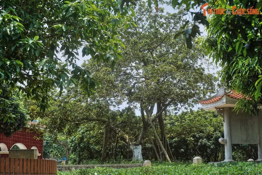 Kể từ đó, Bác Hồ đã trồng nhiều cây đa lưu niệm tại các địa phương khác nhau. Cây đa thứ nhất được người trồng ngày 11/1/1960 tại Công viên Bảy Mẫu (Hà Nội), sau này là Công viên Thống Nhất. Cây đa thứ hai được Bác Hồ trồng ngày 31/1/1965 ở xã Đông Hội, huyện Đông Anh, Hà Nội.