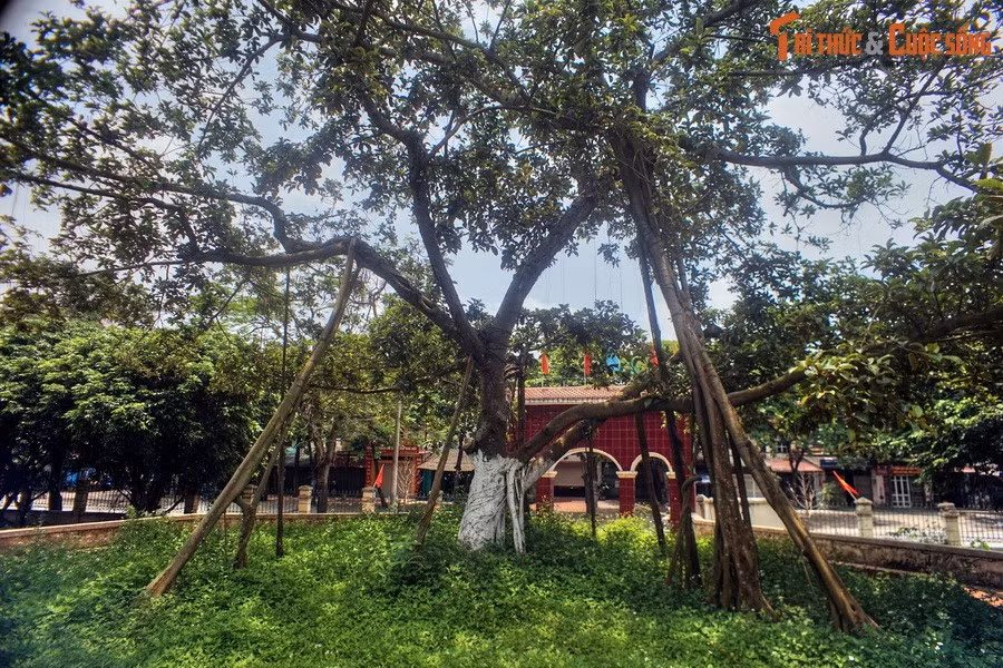 Theo “Sự tích về những cây đa Bác trồng” của tác giả Bùi Thái Bình, sáng ngày 31/1/1965, huyện Đông Anh tổ chức Tết Trồng cây ở xã Đông Hội. Nhân dân đi trồng cây rất đông. Trong tiếng trống ếch rộn ràng của các cháu thiếu nhi, các cụ già hăng hái đào hố, đặt cây.